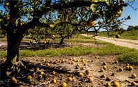 一些地区的柑橘作物损失预计将超过80%